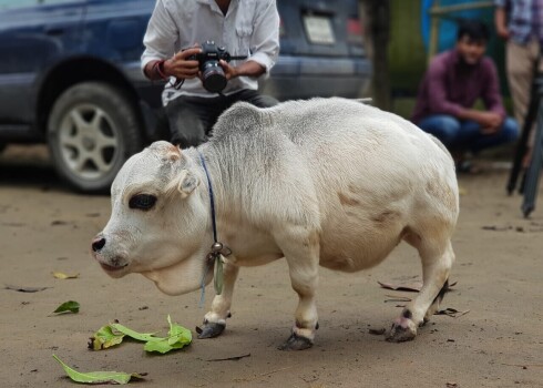 Sēru vēsts no Bangladešas: viņsaulē aizgājusi pasaulē mazākā govs