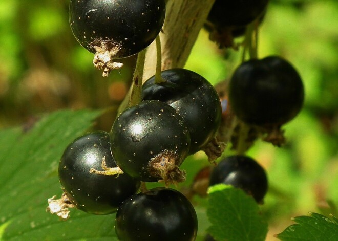 Šis ir īstais laiks ieaudzēt upeni. Gardākās šķirnes, audzēšanas padomi