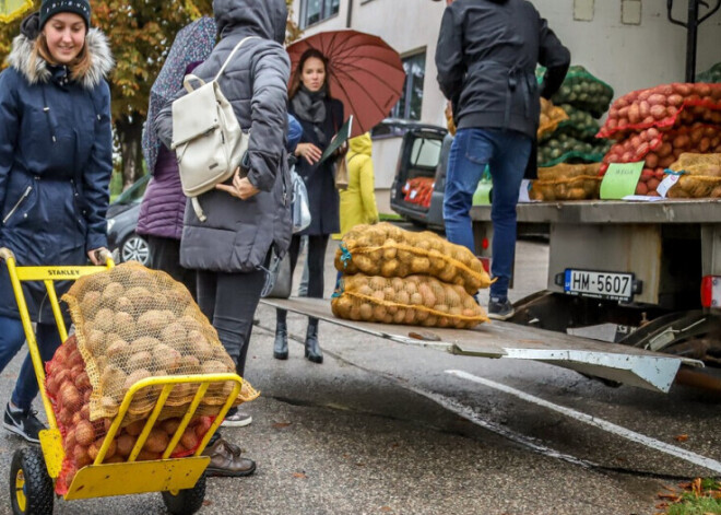 Вся правда о бешеных ценах на картофель. Превратится ли "второй хлеб" в эксклюзивный деликатес?