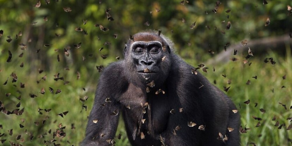 Фото гориллы с бабочками стало лучшим на престижном конкурсе фотографий природы