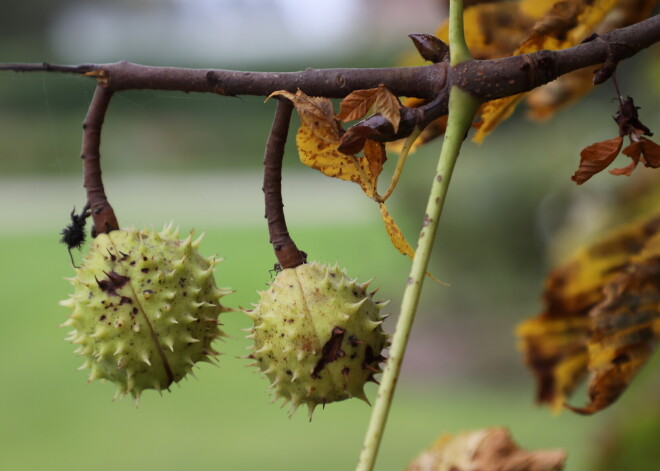 Jaunā nedēļa sāksies ar patīkami rudenīgu laiku