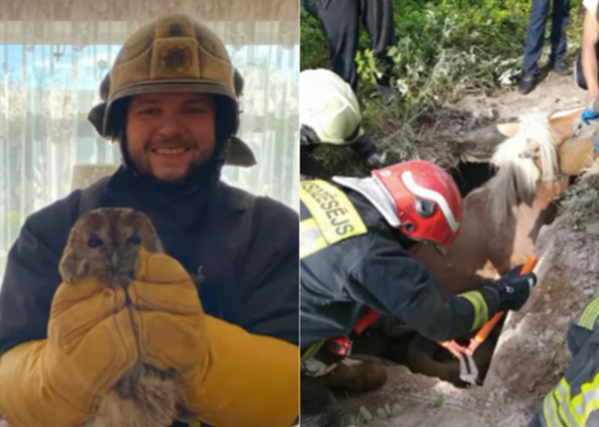 Кошку с дерева снимут, лошадь из грязи вытащат: в этом году спасатели помогли животным более чем 700 раз