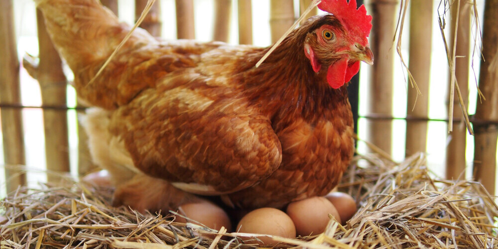 Завтра в Латвии с небывалым размахом отметят Всемирный день яйца