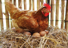 Завтра в Латвии с небывалым размахом отметят Всемирный день яйца