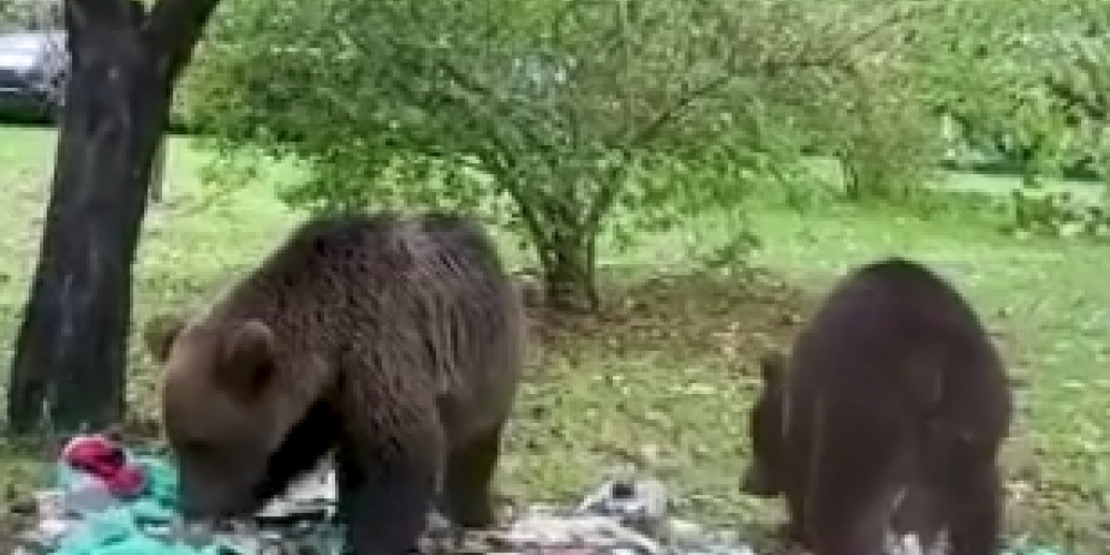 Vijciema lāči ir iejutušies cilvēku sabiedrībā.