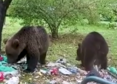 Vijciema lāči ir iejutušies cilvēku sabiedrībā.