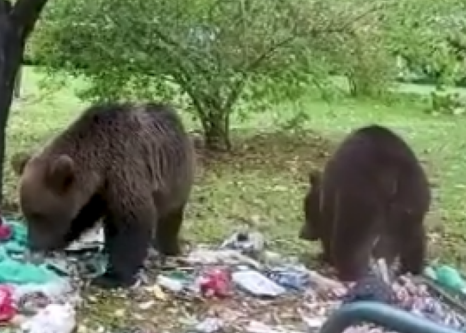 Vijciema lācēnu sirojumos, visdrīzāk, vainojama cilvēka bezatbildība