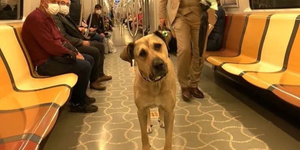 Бездомная собака научилась пользоваться общественным транспортом и прославилась в Сети