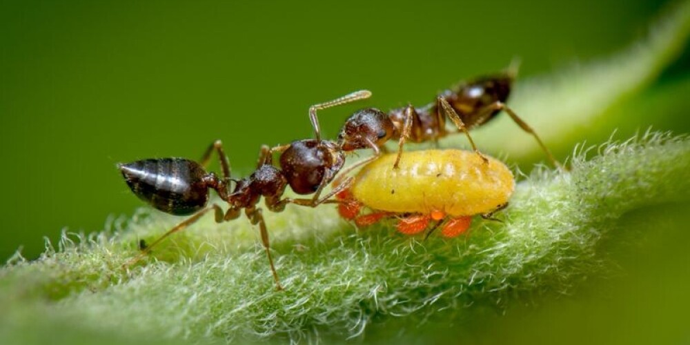 Фотография кормящихся муравьев получила приз Королевского биологического общества