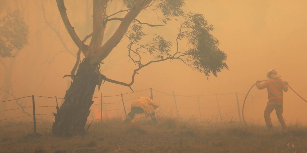 Австралийские лесные пожары поставили под угрозу 11 видов пчел