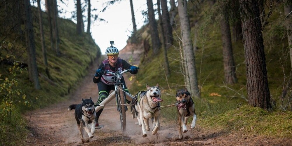 FOTO: baikdžorings, kanikross, skūteri un velokamanas: Ogres pusē aizvadīts Pasaules kausa posms suņu sportā