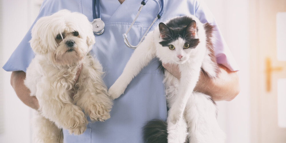 Аллергия у домашних животных: как различить и можно ли вылечить