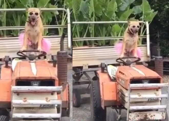 Когда талантлив во всем! Собака научилась ездить на тракторе, и ее уверенности можно лишь позавидовать
