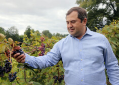Romāns eksperimentē ar dažādām vīnogu šķirnēm, lai saprastu, kuras vislabāk piemērotas Latvijas klimatam.