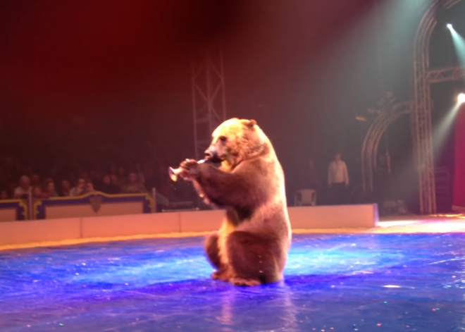 В российском цирке медведь напал на беременную дрессировщицу