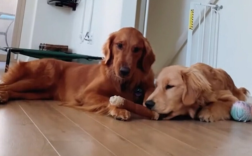 Aizkustinošs VIDEO: suns no sava brāļa ar neatlaidību un viltu izvilina graužamkaulu