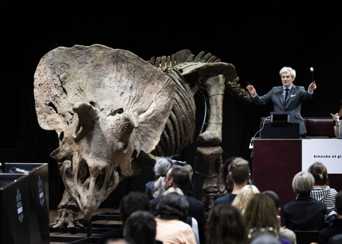 Pasaulē lielākais triceratopsa skelets pārdots par 6,65 miljoniem eiro