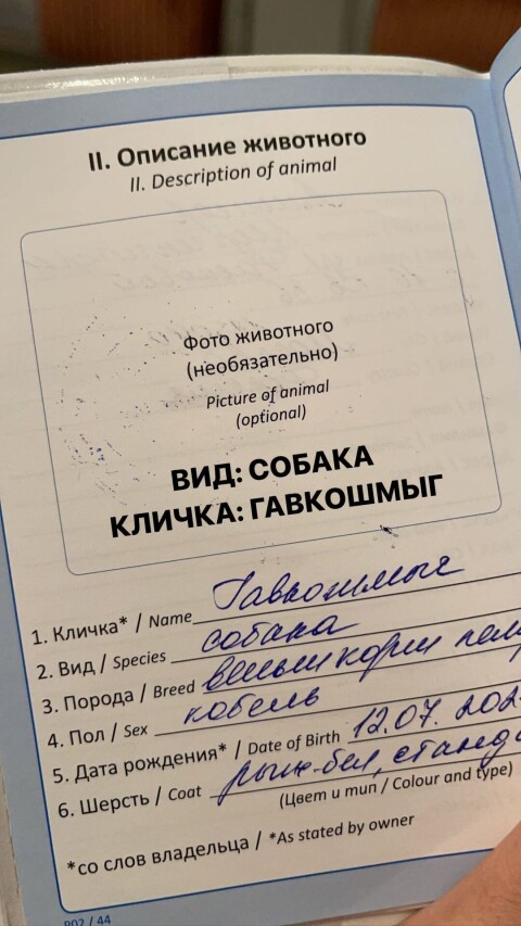 кот моргенштерна какой породы. Смотреть фото кот моргенштерна какой породы. Смотреть картинку кот моргенштерна какой породы. Картинка про кот моргенштерна какой породы. Фото кот моргенштерна какой породы