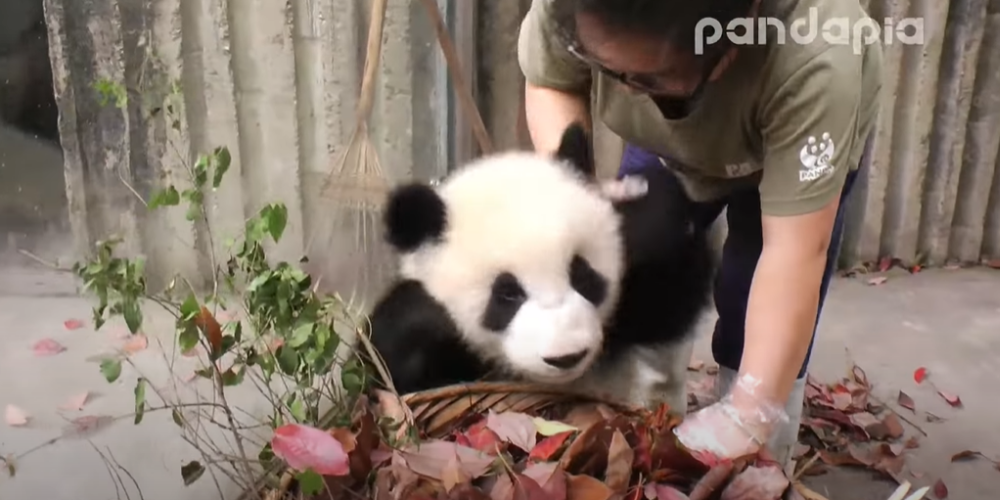22 млн просмотров - это вам не шутки! Видео панды, которая мешает работнице зоопарка собирать листья, стало хитом интернета
