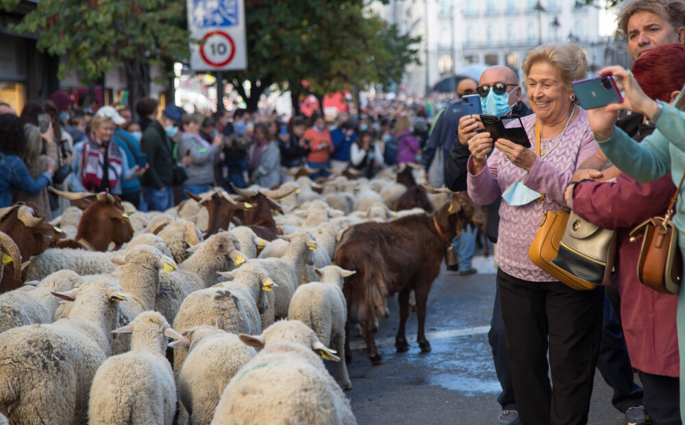 FOTO: Madrides ielās izgājuši gani ar aitu bariem