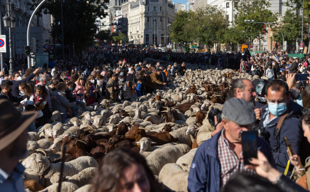 VIDEO: tūkstotis aitu un kazu ieņem Madrides ielas