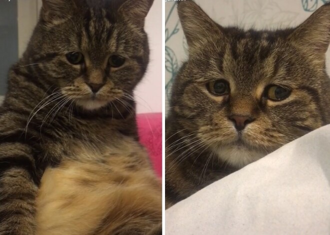 "Он знает, что жизнь - это боль!": грустный кот Миша набрал миллионы просмотров и лайков в TikTok