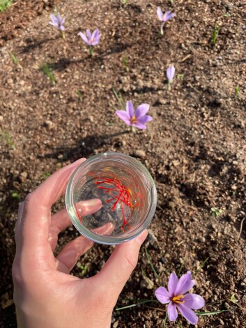 Priekuļu safrāna krokusus (Crocus sativus) audzē aizvējā, un tagad svarīgi, kā tie pārziemos.