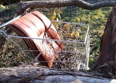 Dreiliņupītes un Dauguļupītes satekā vietējie saules brāļi ierīkojuši savu atpūtas vietu, kuru apmēbelējuši ar tuvējos lielveikalos nospertajiem iepirkumu ratiņiem.