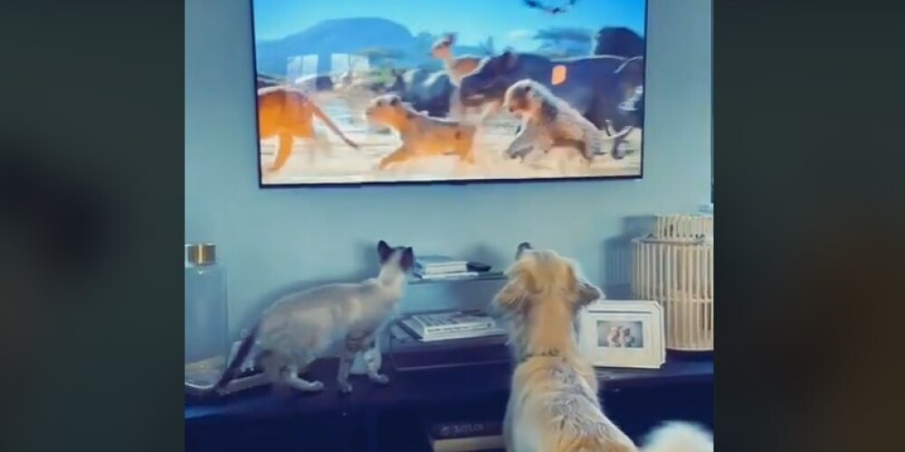 Кот и пес, увлеченно смотрящие телевизор, покорили соцсети