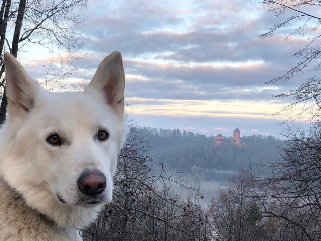 Ar Baldura bildēm Kaukuļu ģimene bieži dalās soctīklos.