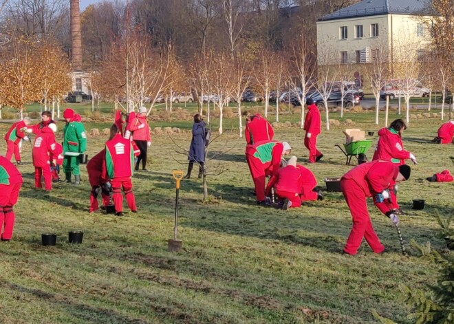 "DEPO" Rīgas psihiatrijas un narkoloģijas centra parkā iestāda 200 000 puķu sīpolus