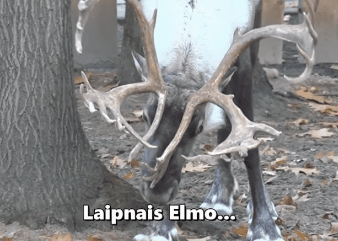 Новости Рижского зоопарка: у северного оленя выросли рекордно большие рога