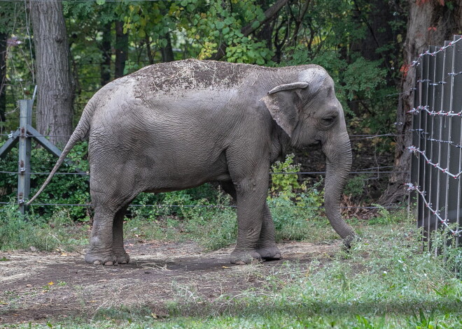 Петух, которого судили за снесенное яйцо. 8 удивительных судебных дел с животными