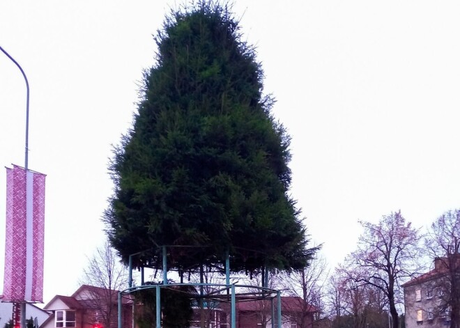 Ventspilī un Jelgavā, apsteidzot laiku, jau uzstādītas Latvijā pirmās Ziemassvētku egles. FOTO