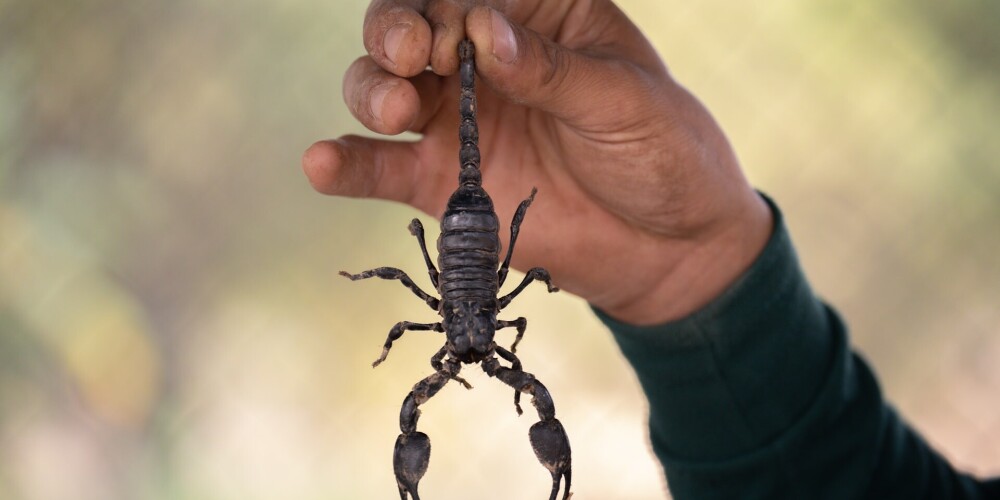 В Египте трое умерли и более 500 пострадали от укусов скорпионов