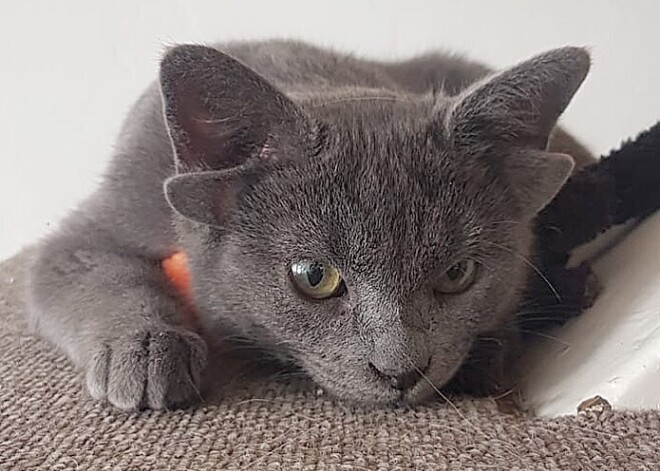 Кошка с четырьмя ушами стала звездой Сети
