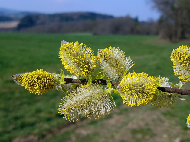 Weidenkaetzchen Salix Bluete