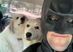 Мужчина в костюме Бэтмена спасает от голода и холода бездомных животных