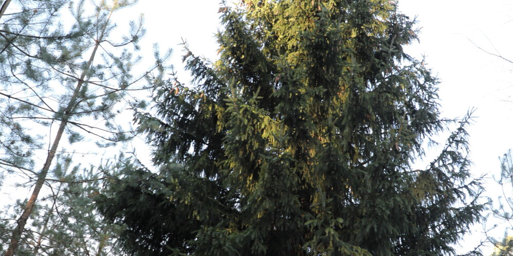 ФОТО: в Тирельском лесничестве впервые выбраны елки, которые украсят микрорайоны столицы