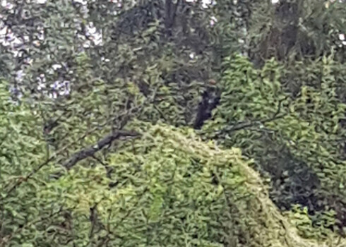 Makšķernieks apgalvo, ka iemūžinājis "suņu vīru".