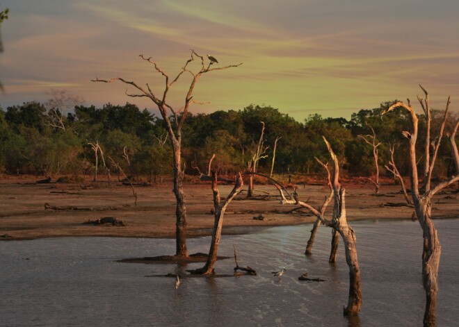 В Сомали из-за засухи объявили чрезвычайное гуманитарное положение