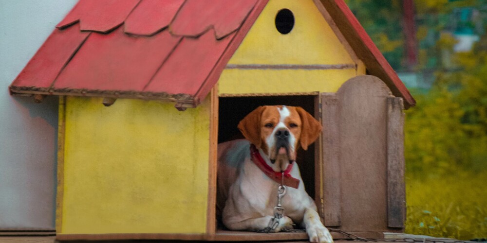 Vai ļaut sunim dzīvot ārā? Viss, kas tev jāzina par suņu būdas ierīkošanu