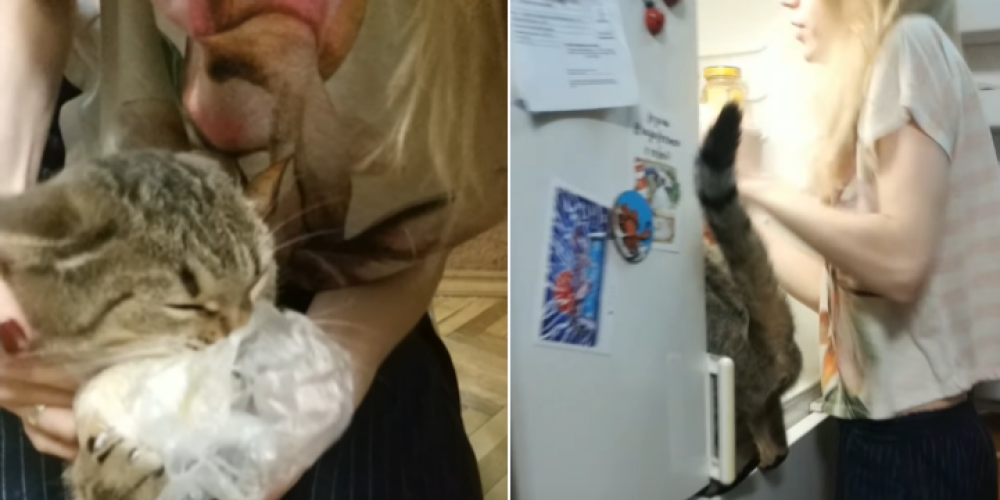 ВИДЕО: целеустремленный кот атакует холодильник при каждом его открытии