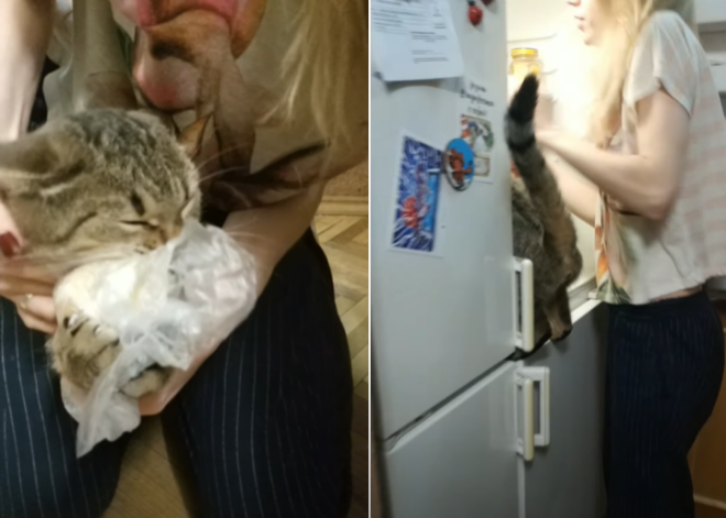 ВИДЕО: целеустремленный кот атакует холодильник при каждом его открытии