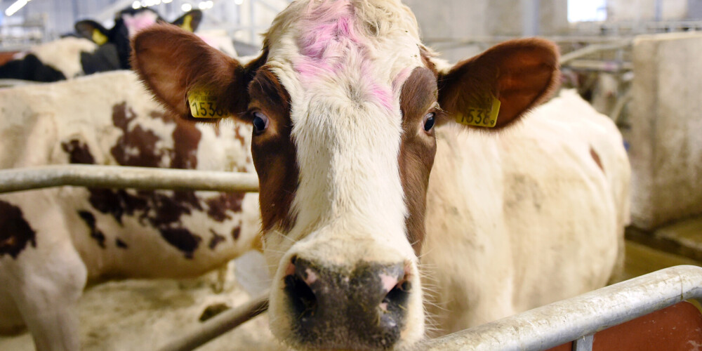 "Это был болезненный шаг": Латвия лишилась одного из наиболее производительных молочных хозяйств