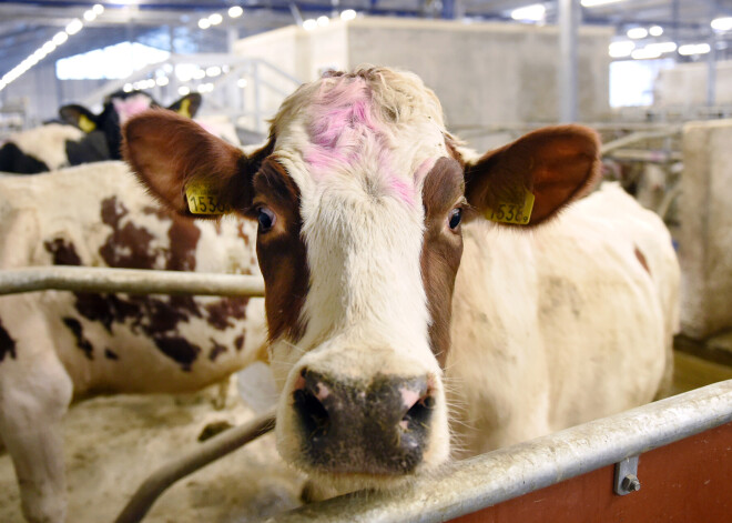"Это был болезненный шаг": Латвия лишилась одного из наиболее производительных молочных хозяйств