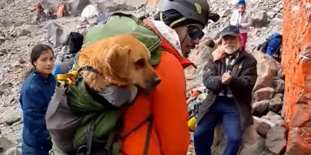 Альпинисты поднялись на высочайший вулкан страны, чтобы спасти собаку