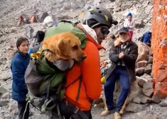 Альпинисты поднялись на высочайший вулкан страны, чтобы спасти собаку