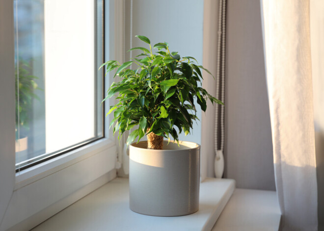 Почему нельзя держать в доме этот цветок