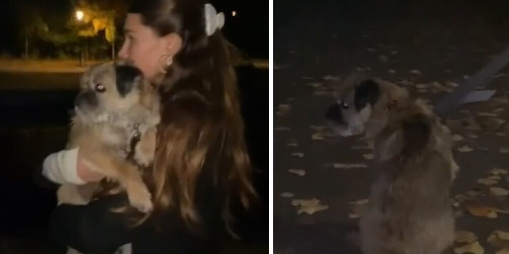 Девушка подобрала в парке собаку, которая оказалась потерявшимся питомцем принца